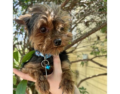 Seattle Wa Yorkie Yorkshire Terrier Meet Brutus A Pet For Adoption