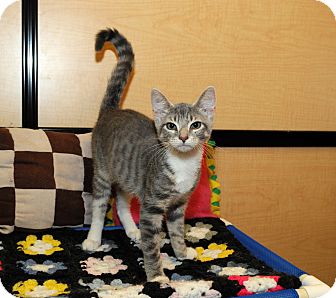 Domestic Shorthair Kitten for Sale in Farmingdale, New York - Jazzy Domestic Shorthair Kitten for Sale in Farmingdale, New York - Jazzy