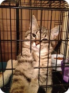 Domestic Shorthair Kitten for Sale in Wenatchee, Washington - Timmy Domestic Shorthair Kitten for Sale in Wenatchee, Washington - Timmy