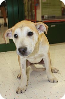 Labrador Retriever/Husky Mix Puppy for Sale in Phoenix, Arizona - Chance Labrador Retriever/Husky Mix Puppy for Sale in Phoenix, Arizona - Chance