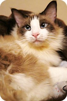 Ragdoll Cat for Sale in Medford, Massachusetts - Molly Ragdoll Cat for Sale in Medford, Massachusetts - Molly