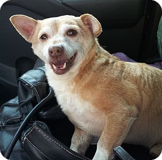 Chihuahua Mix Dog for Sale in San Diego, California - Calvin URGENT Chihuahua Mix Dog for Sale in San Diego, California - Calvin URGENT