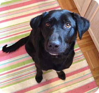 Labrador Retriever Mix Dog for Sale in Richmond, Virginia - Gabby Labrador Retriever Mix Dog for Sale in Richmond, Virginia - Gabby