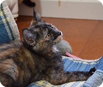 Domestic Shorthair Kitten for Sale in Vacaville, California - Mardi Gras Domestic Shorthair Kitten for Sale in Vacaville, California - Mardi Gras