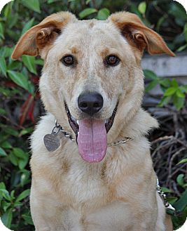 Labrador Retriever Mix Dog for Sale in Los Angeles, California - Hudson von McFarland Labrador Retriever Mix Dog for Sale in Los Angeles, California - Hudson von McFarland