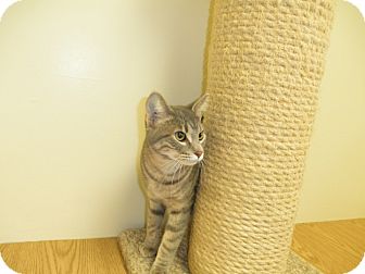 Domestic Shorthair Kitten for Sale in Milwaukee, Wisconsin - Jacob Domestic Shorthair Kitten for Sale in Milwaukee, Wisconsin - Jacob