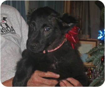 Shepherd (Unknown Type)/Collie Mix Puppy for Sale in Molena, Georgia - Leita Shepherd (Unknown Type)/Collie Mix Puppy for Sale in Molena, Georgia - Leita