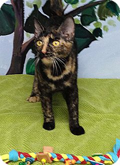 Domestic Shorthair Kitten for Sale in Patterson, New York - Sweet Pea Domestic Shorthair Kitten for Sale in Patterson, New York - Sweet Pea