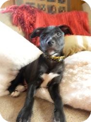 Labrador Retriever Mix Puppy for Sale in Marlton, New Jersey - Baby Abby Labrador Retriever Mix Puppy for Sale in Marlton, New Jersey - Baby Abby