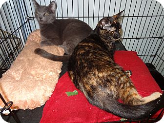 Russian Blue Cat for Sale in Bentonville, Arkansas - Professor Grey Russian Blue Cat for Sale in Bentonville, Arkansas - Professor Grey