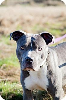 American Pit Bull Terrier Mix Dog for Sale in Silverdale, Washington - LEO American Pit Bull Terrier Mix Dog for Sale in Silverdale, Washington - LEO