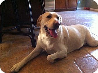 Labrador Retriever Dog for Sale in Irvine, California - SUNNY GIRL Labrador Retriever Dog for Sale in Irvine, California - SUNNY GIRL