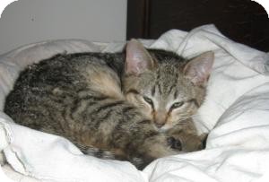 Domestic Shorthair Kitten for Sale in Manhattan, New York - MONDAY Domestic Shorthair Kitten for Sale in Manhattan, New York - MONDAY