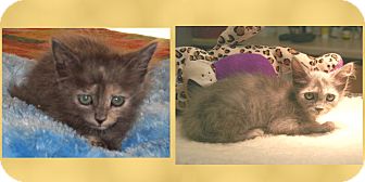 Domestic Mediumhair Kitten for Sale in Scottsdale, Arizona - Paisley Domestic Mediumhair Kitten for Sale in Scottsdale, Arizona - Paisley