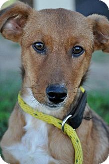 Retriever (Unknown Type)/Corgi Mix Puppy for Sale in Glastonbury, Connecticut - Snoopy~adopted~ Retriever (Unknown Type)/Corgi Mix Puppy for Sale in Glastonbury, Connecticut - Snoopy~adopted~