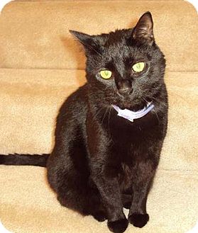 Domestic Shorthair Cat for Sale in N. Billerica, Massachusetts - Miss Jackson Domestic Shorthair Cat for Sale in N. Billerica, Massachusetts - Miss Jackson