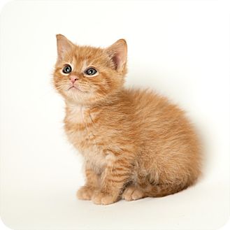 Domestic Shorthair Kitten for Sale in Rockaway, New Jersey - Punkin Domestic Shorthair Kitten for Sale in Rockaway, New Jersey - Punkin