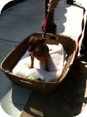 Chihuahua Mix Puppy for Sale in Modesto, California - Rusty Chihuahua Mix Puppy for Sale in Modesto, California - Rusty