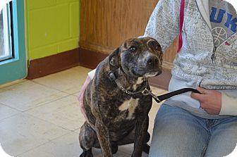 American Pit Bull Terrier Mix Dog for Sale in New cumberland, West Virginia - Holly Berry American Pit Bull Terrier Mix Dog for Sale in New cumberland, West Virginia - Holly Berry