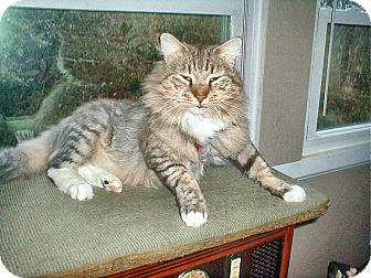 Maine Coon Cat for Sale in Chattanooga, Tennessee - Boots Maine Coon Cat for Sale in Chattanooga, Tennessee - Boots