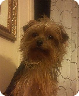 Yorkie, Yorkshire Terrier Dog for Sale in Hazard, Kentucky - Trixie Yorkie, Yorkshire Terrier Dog for Sale in Hazard, Kentucky - Trixie