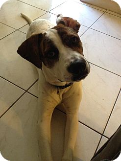 Pointer/Boxer Mix Dog for Sale in hollywood, Florida - dixie Pointer/Boxer Mix Dog for Sale in hollywood, Florida - dixie