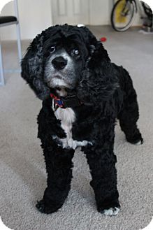 Cocker Spaniel Dog for Sale in Gainesville, Florida - Sassy Cocker Spaniel Dog for Sale in Gainesville, Florida - Sassy