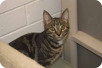 Domestic Shorthair Cat for Sale in Elfers, Florida - Emma Domestic Shorthair Cat for Sale in Elfers, Florida - Emma