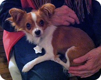 Papillon/Chihuahua Mix Dog for Sale in Studio City, California - Bobby Papillon/Chihuahua Mix Dog for Sale in Studio City, California - Bobby