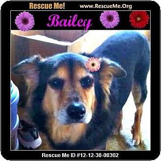 Australian Shepherd Mix Dog for Sale in Scottsdale, Arizona - Bailey Australian Shepherd Mix Dog for Sale in Scottsdale, Arizona - Bailey