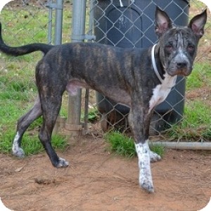Pit Bull Terrier Mix Dog for Sale in Athens, Georgia - Magic Pit Bull Terrier Mix Dog for Sale in Athens, Georgia - Magic