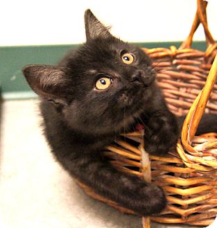 Domestic Shorthair Kitten for Sale in Colorado Springs, Colorado - Anakin Domestic Shorthair Kitten for Sale in Colorado Springs, Colorado - Anakin