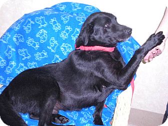 Labrador Retriever Mix Dog for Sale in New Castle, Pennsylvania - Labrador Retriever Mix Dog for Sale in New Castle, Pennsylvania -