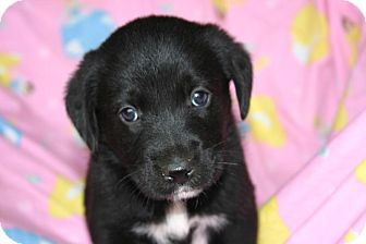 Labrador Retriever/Border Collie Mix Puppy for Sale in Glastonbury, Connecticut - Ritz Labrador Retriever/Border Collie Mix Puppy for Sale in Glastonbury, Connecticut - Ritz