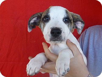 Labrador Retriever Mix Puppy for Sale in Oviedo, Florida - Bailey Labrador Retriever Mix Puppy for Sale in Oviedo, Florida - Bailey