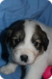 Great Pyrenees Mix Puppy for Sale in Stilwell, Oklahoma - Scout Great Pyrenees Mix Puppy for Sale in Stilwell, Oklahoma - Scout