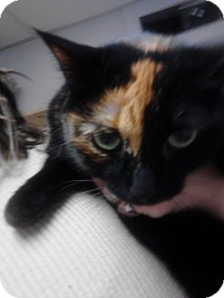 Domestic Shorthair Cat for Sale in Sterling Hgts, Michigan - Gizzy Domestic Shorthair Cat for Sale in Sterling Hgts, Michigan - Gizzy