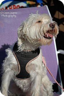 Wheaten Terrier/Schnauzer (Standard) Mix Dog for Sale in Houston, Texas - Jackie Wheaten Terrier/Schnauzer (Standard) Mix Dog for Sale in Houston, Texas - Jackie