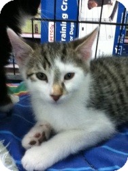 Domestic Shorthair Kitten for Sale in Riverside, Rhode Island - Ryan Domestic Shorthair Kitten for Sale in Riverside, Rhode Island - Ryan