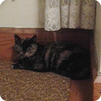 Calico Kitten for Sale in sterling, Massachusetts - Cally Calico Kitten for Sale in sterling, Massachusetts - Cally