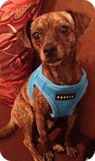 Chihuahua/Dachshund Mix Dog for Sale in Studio City, California - Iris Chihuahua/Dachshund Mix Dog for Sale in Studio City, California - Iris