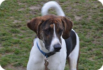 Beagle/Coonhound Mix Dog for Sale in New cumberland, West Virginia - Hank Beagle/Coonhound Mix Dog for Sale in New cumberland, West Virginia - Hank