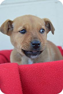 German Shepherd Dog/Labrador Retriever Mix Puppy for Sale in Glastonbury, Connecticut - Teddy- meet me! German Shepherd Dog/Labrador Retriever Mix Puppy for Sale in Glastonbury, Connecticut - Teddy- meet me!