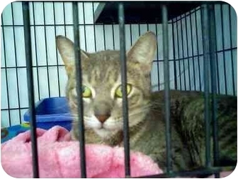 Domestic Shorthair Cat for Sale in Fort Lauderdale, Florida - Gianna Domestic Shorthair Cat for Sale in Fort Lauderdale, Florida - Gianna