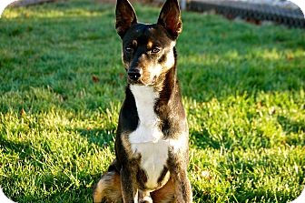 Basenji Mix Dog for Sale in Boise, Idaho - Mal Basenji Mix Dog for Sale in Boise, Idaho - Mal