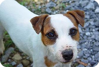 Jack Russell Terrier Dog for Sale in Scottsdale, Arizona - ROGUE Jack Russell Terrier Dog for Sale in Scottsdale, Arizona - ROGUE