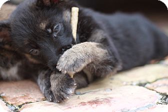 German Shepherd Dog Mix Puppy for Sale in Lighthouse Point, Florida - Charlie German Shepherd Dog Mix Puppy for Sale in Lighthouse Point, Florida - Charlie