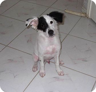 Border Collie Mix Dog for Sale in Porter, Texas - Raymond Border Collie Mix Dog for Sale in Porter, Texas - Raymond