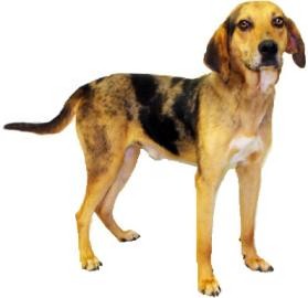 Catahoula Leopard Dog/Hound (Unknown Type) Mix Dog for Sale in Inverness, Florida - Huck Catahoula Leopard Dog/Hound (Unknown Type) Mix Dog for Sale in Inverness, Florida - Huck