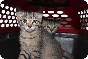 Abyssinian Kitten for Sale in santa monica, California - Sandy Abyssinian Kitten for Sale in santa monica, California - Sandy